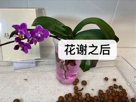 種蘭花的材料|蘭花種植新手攻略！蘭花的常見品種+種植方式及注意。